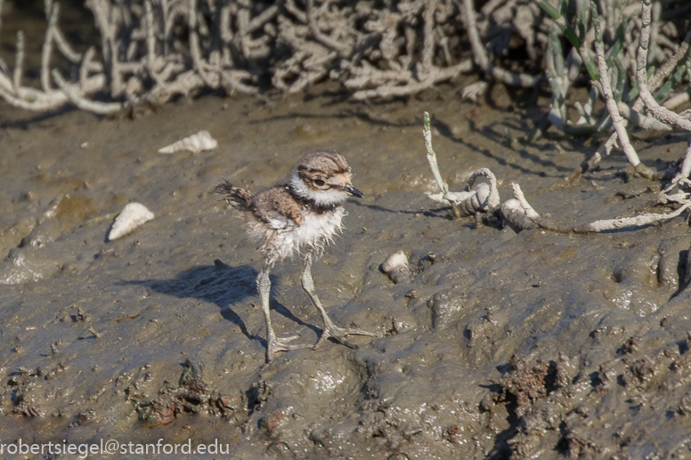 palo alto baylands